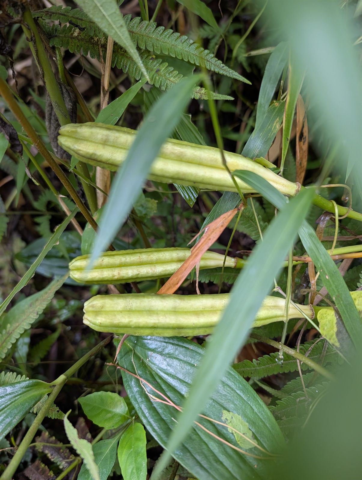 台灣百合蒴果