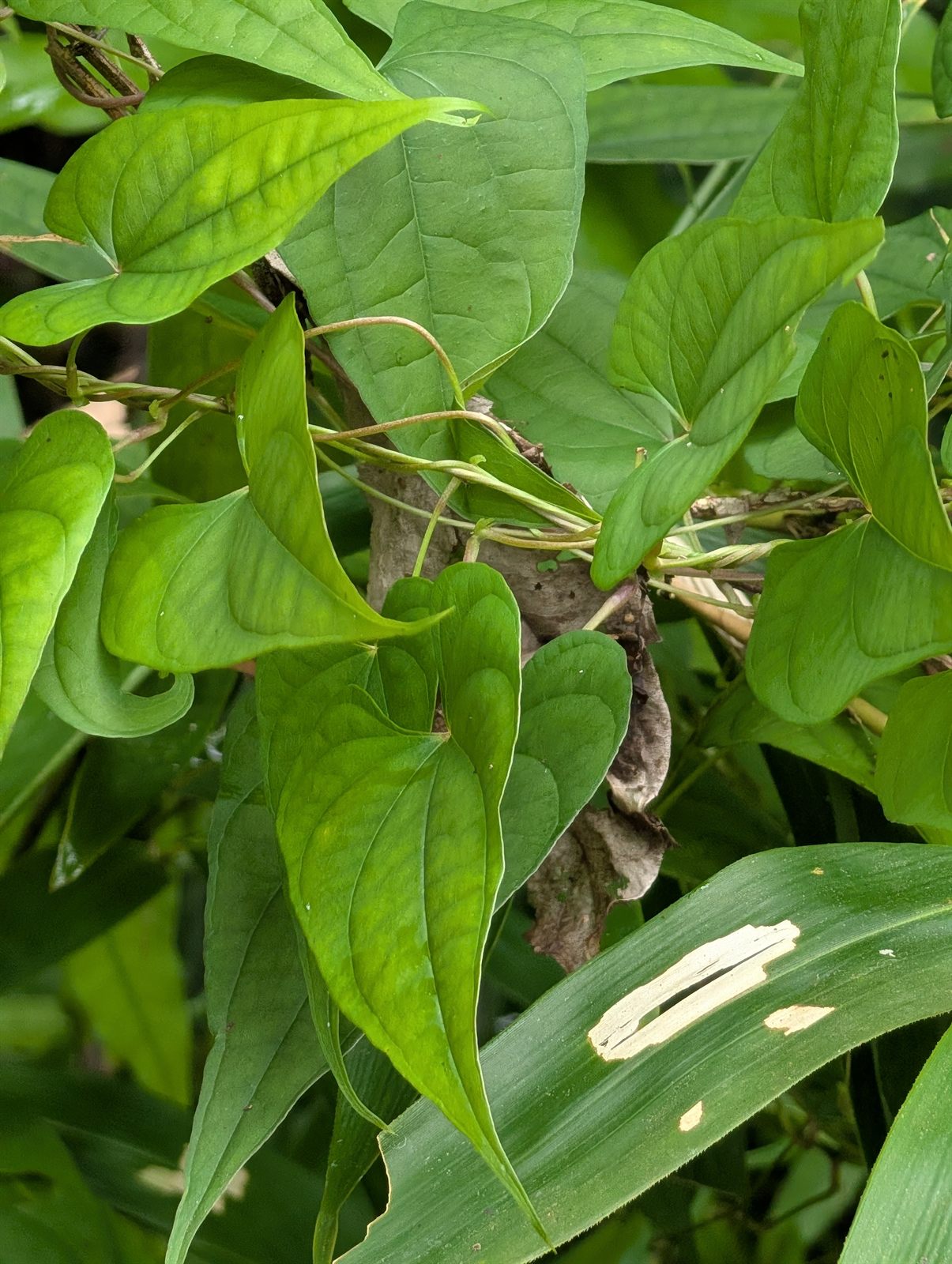 林下攀緣生長的藤本植物葉片
