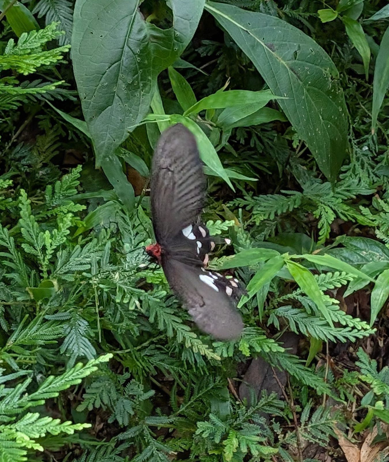 蕨葉上振翅的麝香鳳蝶